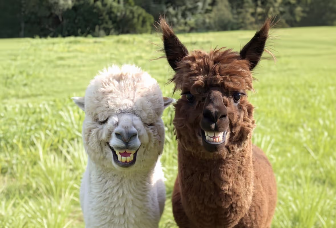 Een familie laadt spullen in hun auto