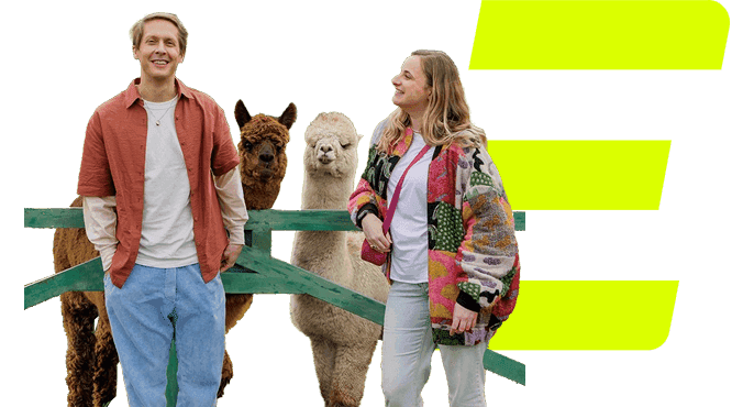 Stel bij twee alpacas